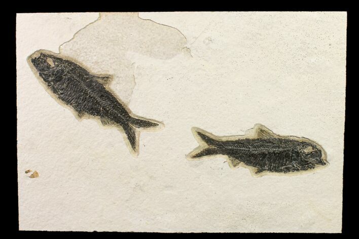 Two Detailed Fossil Fish (Knightia) - Wyoming #163440